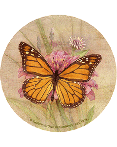 Amber Elegance Coaster Set